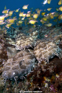 3 Wobbegongs by Christine Hamilton 